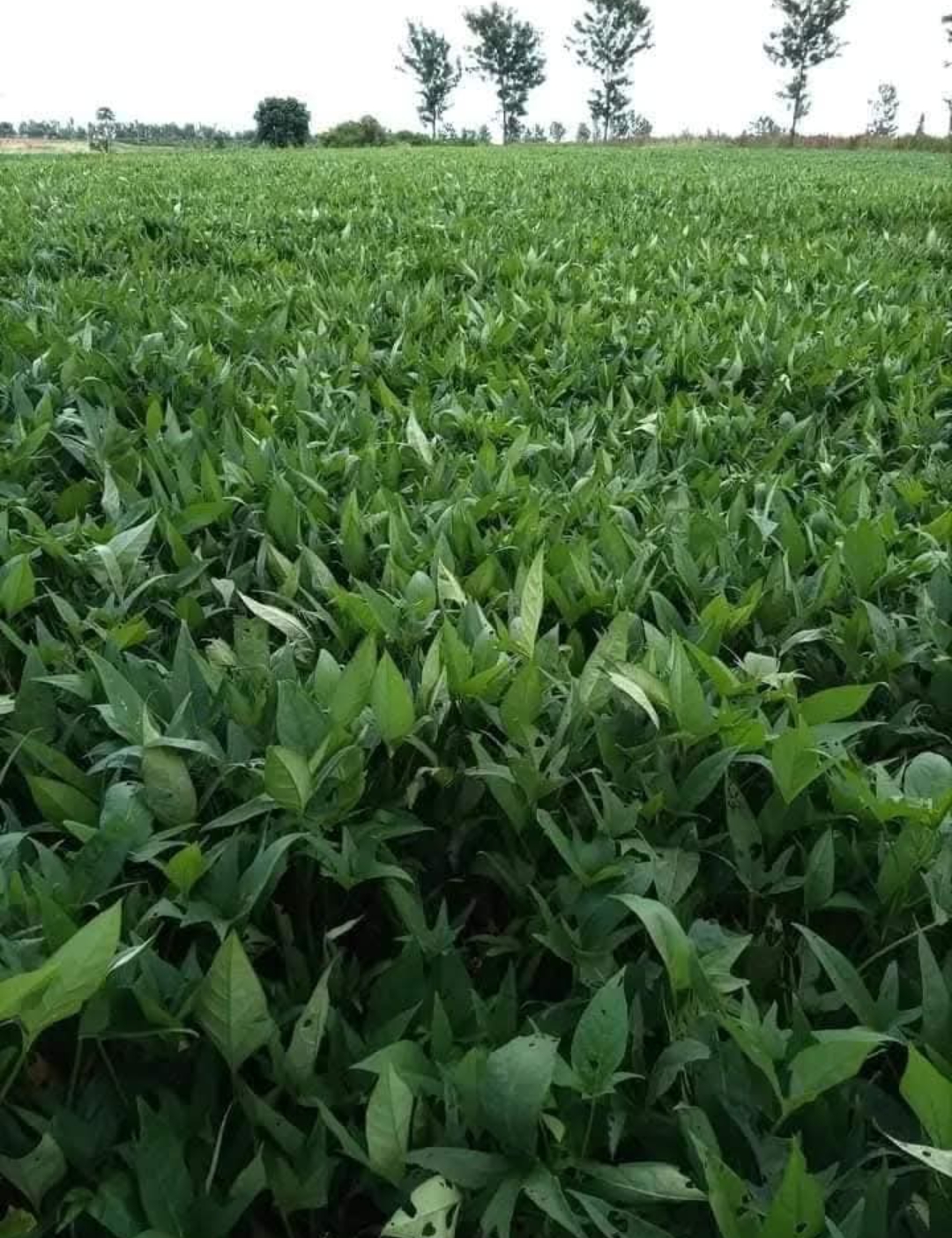 Sweet Potato Farmland 2025 Schedule 1