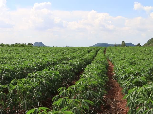 Cassava Farmland 2025 Schedule 1