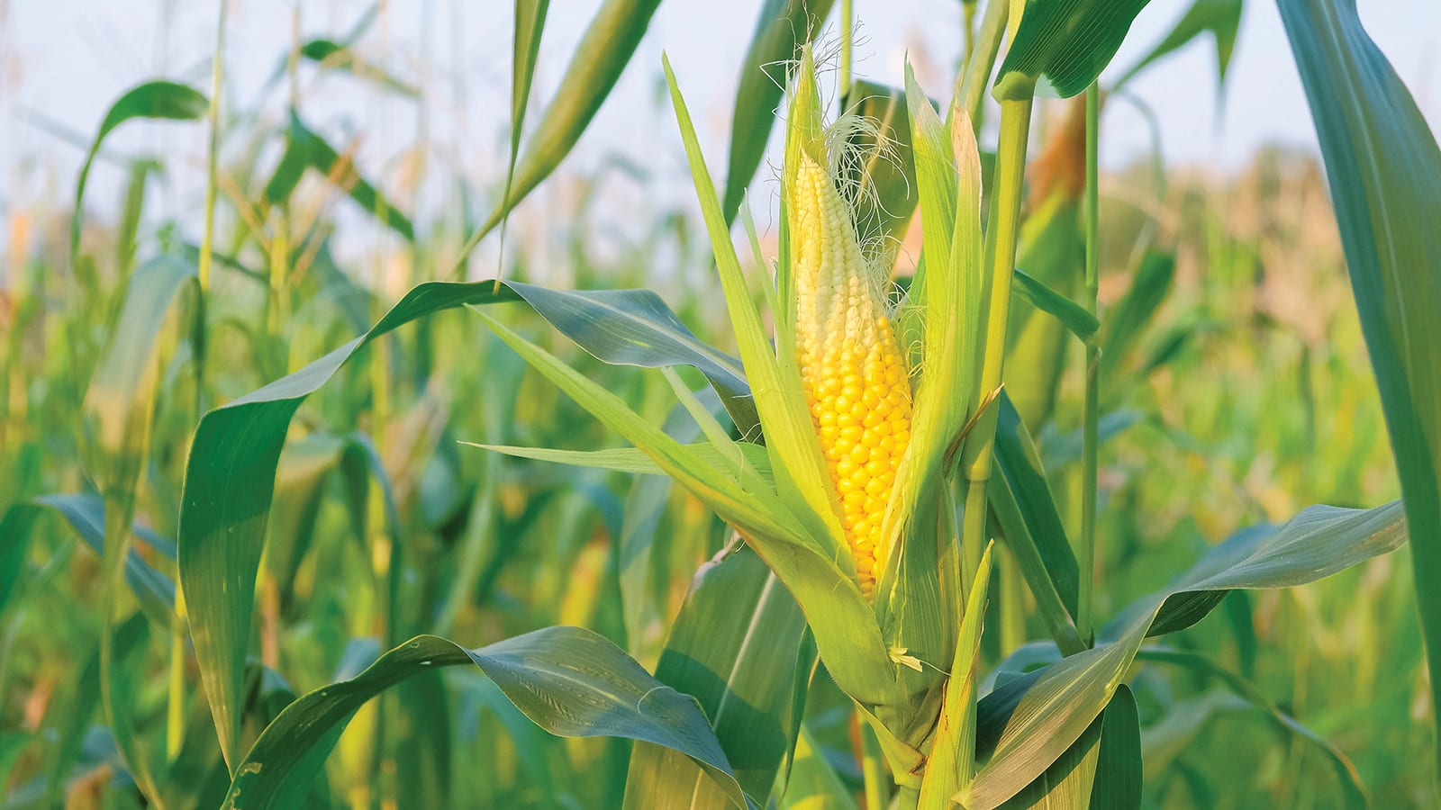 Corn Farmland 2025 Schedule 1